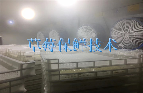 1618216556596953PHWH.jpg 草莓保鲜技术.jpg