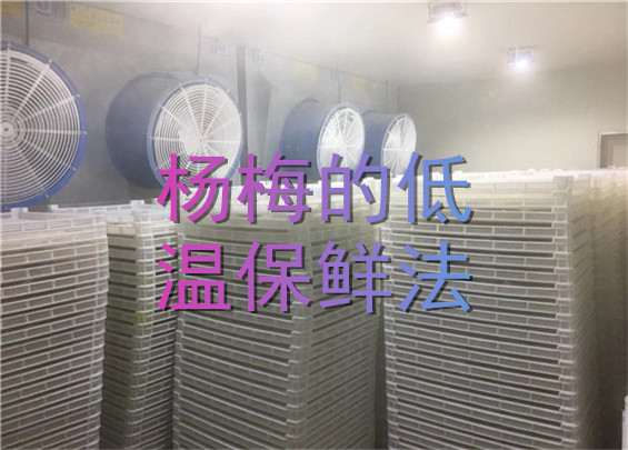 杨梅的低温保鲜法.jpg