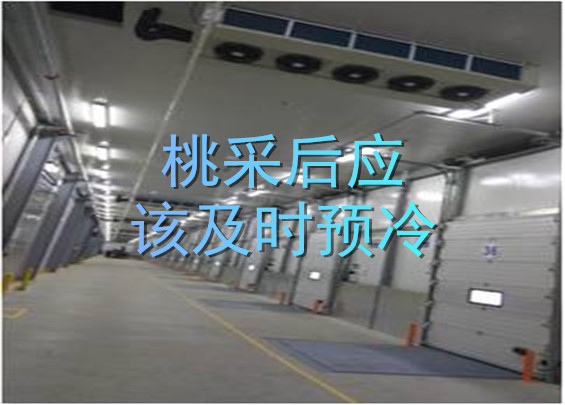 桃采后应该及时预冷.jpg